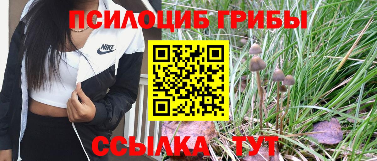 Псилоцибиновые грибы Psilocybe Кунгур